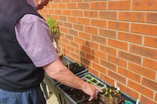 Vegetable patch at Sandpiper Care Home