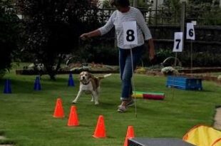 Mini Crufts at Toray Pines