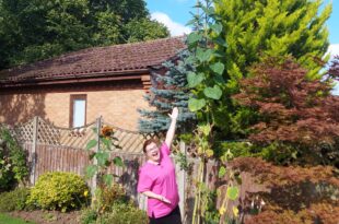 Tanglewood announced as winners of the 2023 Sunflower challenge