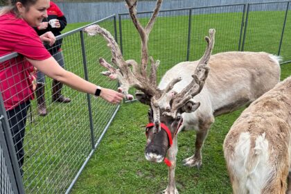 Majestic Reindeer visit at Cloverleaf Care Home