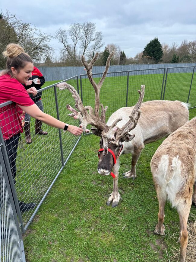 Majestic Reindeer visit at Cloverleaf Care Home